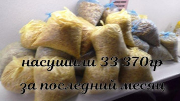 Семья-волонтеров Семья-волонтеров.